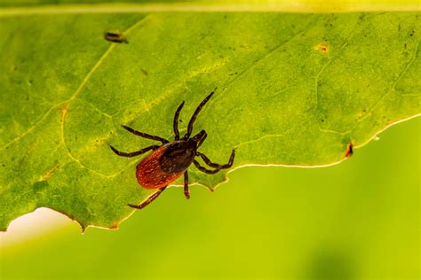 was ist lyme borreliose